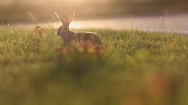 Кролики Лузі Вершковий Боке Захід Сонця Або Схід Сонця — стокове відео