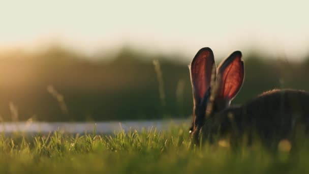 Coelhos Prado Bokeh Cremoso Pôr Sol Nascer Sol — Vídeo de Stock