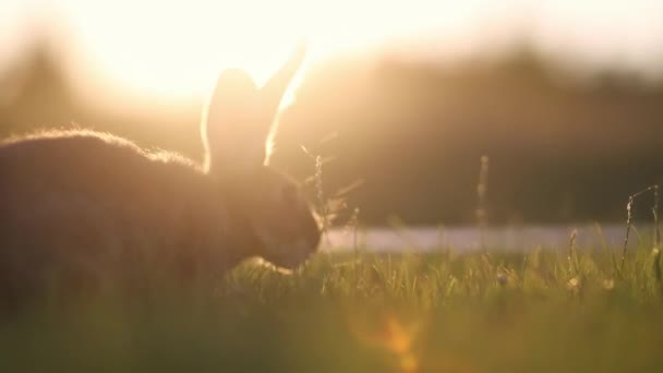 Conejos Prado Bokeh Cremoso Puesta Sol Salida Del Sol — Vídeo de stock