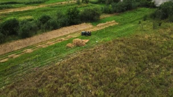 Drone Aerial Shot Farmer His Dog Field Collects Cut Grass — Stock Video