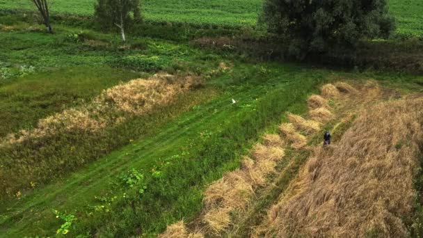 Zdjęcie Lotnicze Drona Rolnika Jego Psa Polu Zbiera Skoszoną Trawę — Wideo stockowe