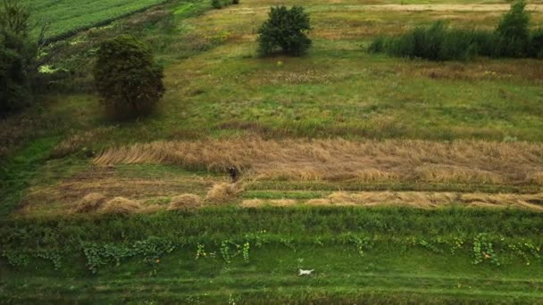 Zdjęcie Lotnicze Drona Rolnika Jego Psa Polu Zbiera Skoszoną Trawę — Wideo stockowe