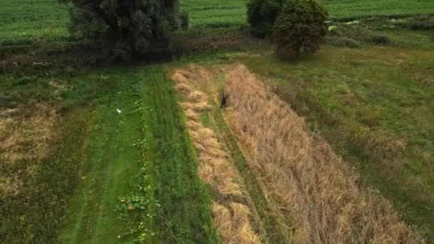 畑の農民と彼の犬のドローン空中撮影は カット草や干し草を収集します 村のコンセプト — ストック動画