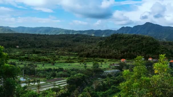 Bali Timelapse Selva Carretera Con Puente Con Coches Que Pasan — Vídeo de stock