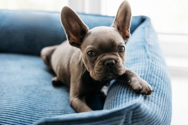 Güzel Fransız buldog köpeği mavi bir kanepede yatıyor. Yüksek kalite fotoğraf