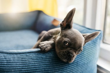 Güzel Fransız buldog köpeği mavi bir kanepede yatıyor. Yüksek kalite fotoğraf
