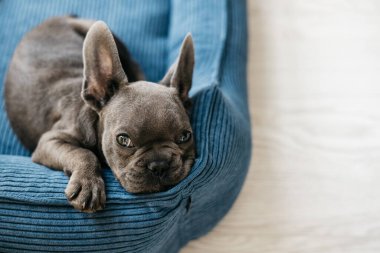 Güzel Fransız buldog köpeği mavi bir kanepede yatıyor. Yüksek kalite fotoğraf