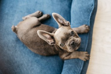 Güzel Fransız buldog köpeği mavi bir kanepede yatıyor. Yüksek kalite fotoğraf