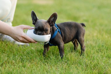Güzel Fransız buldog köpeği yürüyüş yapan bir ayyaştan su içer. Yüksek kalite fotoğraf