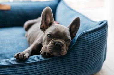 Güzel Fransız buldog köpeği mavi bir kanepede yatıyor. Yüksek kalite fotoğraf