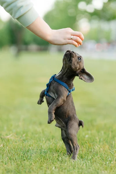 Bonito Filhote Cachorro Buldogue Francês Chegando Para Deleite Foto Alta — Fotografia de Stock