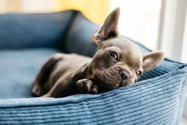 Güzel Fransız buldog köpeği mavi bir kanepede yatıyor. Yüksek kalite fotoğraf