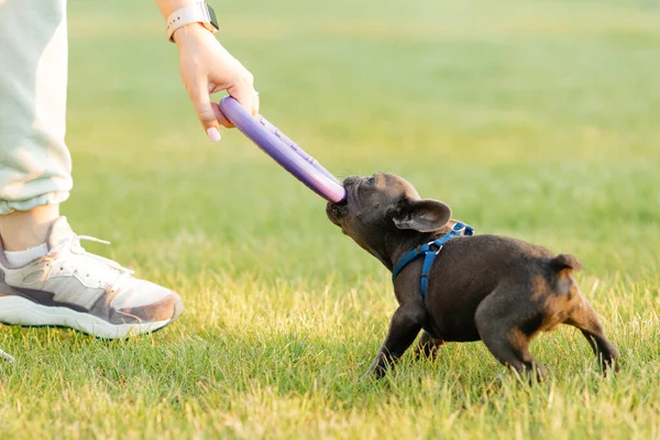 Beautiful french bulldog puppy playing outdoors with a puller. High quality photo
