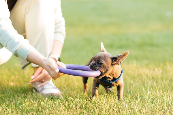 Beautiful french bulldog puppy playing outdoors with a puller. High quality photo
