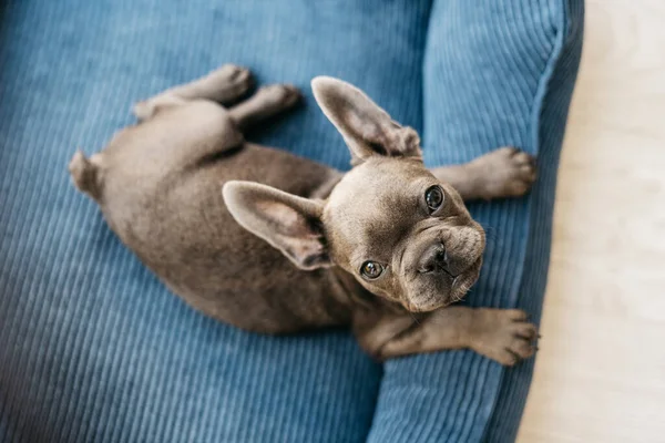 Güzel Fransız buldog köpeği mavi bir kanepede yatıyor. Yüksek kalite fotoğraf