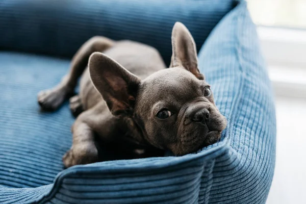 Güzel Fransız buldog köpeği mavi bir kanepede yatıyor. Yüksek kalite fotoğraf