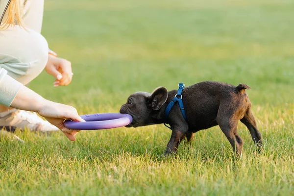 Bellissimo Cucciolo Bulldog Francese Che Gioca All Aperto Con Tiratore — Foto Stock