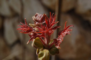 İncir ağaçtan yeni yapraklar