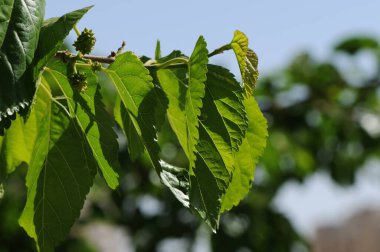 dut ağacı yaprakları ve yeşil meyve