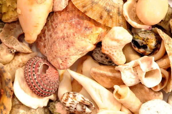 Deniz kabukları ve mercan