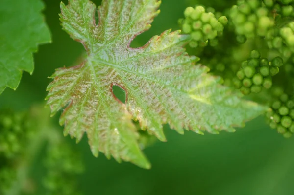 New Leaves Grapes Grapes Kidney — Stock Photo, Image