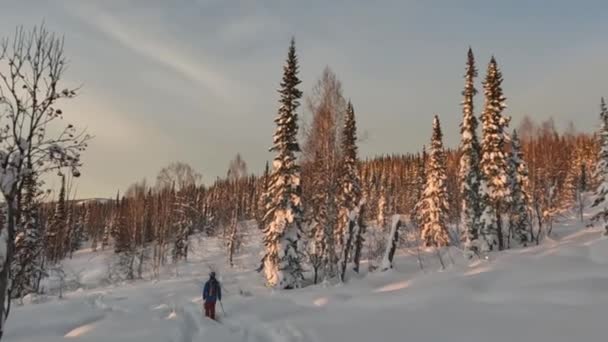 Narciarz o zachodzie słońca jedzie przez las. — Wideo stockowe
