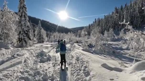 Gündüzleri ormanda kayak yapmak. — Stok video