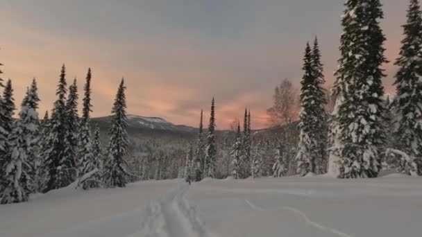 Сніговий покритий ліс в горах — стокове відео