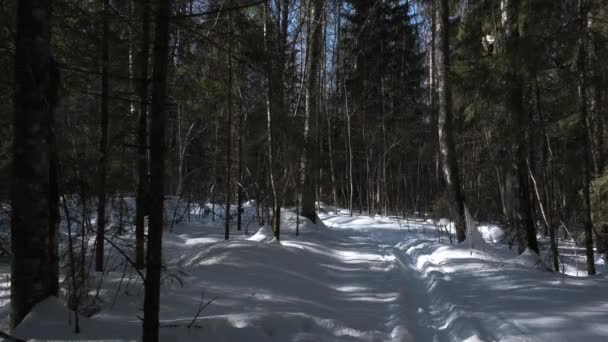 Blond meisje skiën snel in het bos — Stockvideo