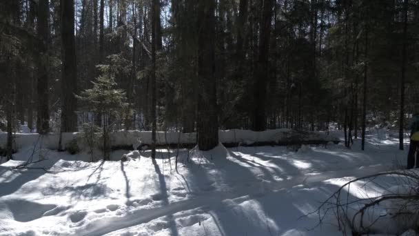Дівчина на лижах захоплюється зимовим лісом — стокове відео