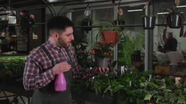 Çiçekçi sprey şişesinden çiçeğe su püskürtüyor.