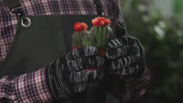 Bonito cacto florescendo nas mãos de uma florista — Vídeo de Stock