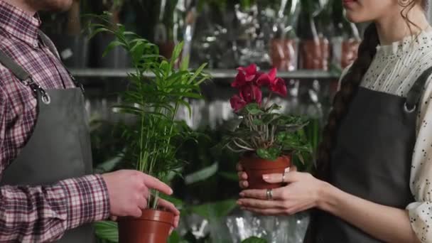 Дві красиві квіти в горщику в руках — стокове відео