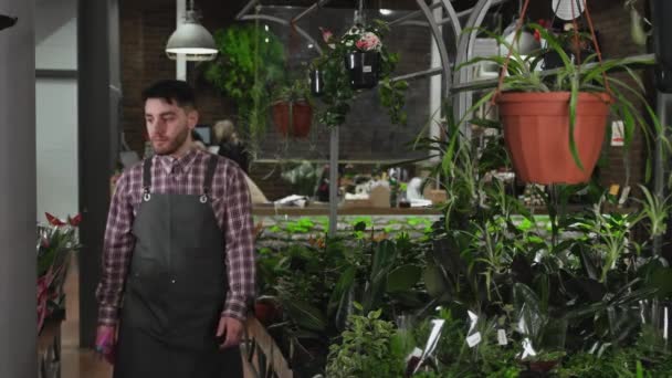 The florist walks between the rows of plants and cares for them — Stock Video