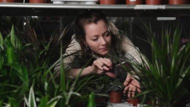 Çiçekçi kız mağazada dracaena kesiyor.