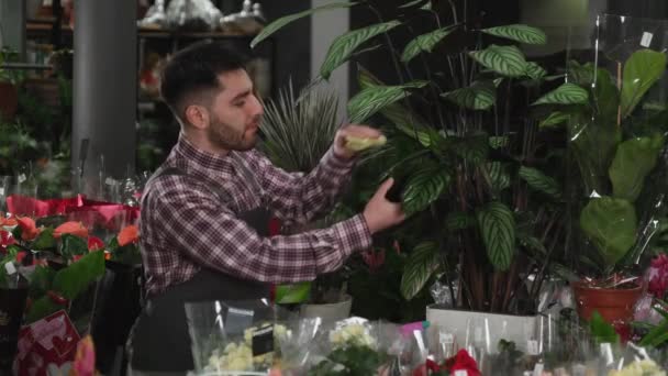 Чоловік витирає листя квітки ганчіркою — стокове відео