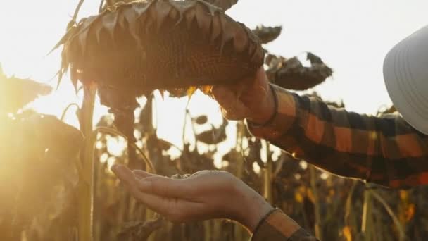 El agricultor comprueba la madurez de la cabeza de un girasol — Vídeos de Stock