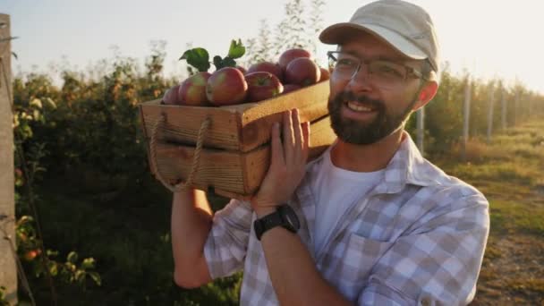 Счастливый улыбающийся фермер несет свежесобранные яблоки в яблоневом саду в ящике на плече — стоковое видео