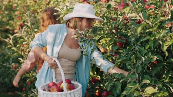 A nők almát aratnak egy almás gyümölcsösben — Stock videók