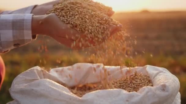 Plano de colheita das mãos dos agricultores que detêm grãos de trigo — Vídeo de Stock