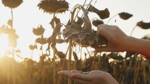 Manos Cerca Una Agricultora Golpea Semillas Girasol Mano Atardecer Verificando — Vídeos de Stock