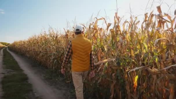 Вид сзади фермер, идущий по грунтовой дороге между сухими кукурузными полями — стоковое видео