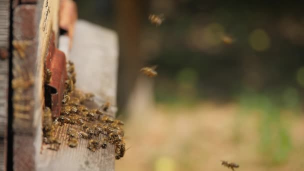 Méhek repülnek ki és be egy résen egy fából készült kaptárban. — Stock videók
