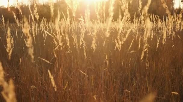 Fluffy glowing spikelets of dry grass on a meadow at sunset in autumn weather — Stock Video