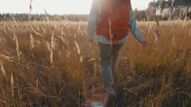 Vrouwelijke reiziger met wandelrugzak wandelend door weiland met droog rietgras bij zonsondergang — Stockvideo