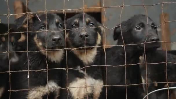 Испуганные мокрые щенки, смотрящие сквозь ржавую сетку вольера в питомнике — стоковое видео