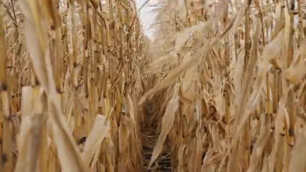 Сухая кукуруза в поле — стоковое видео