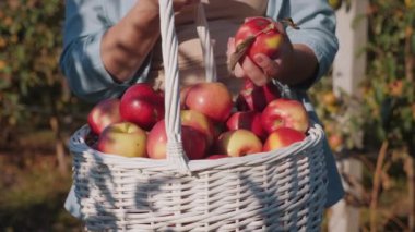 Elma hasadı dolu beyaz bir sepet tutan çiftçi.