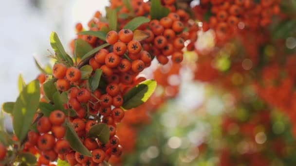 Firethorn or Pyracantha, decorative garden bush with bright orange berries — стоковое видео