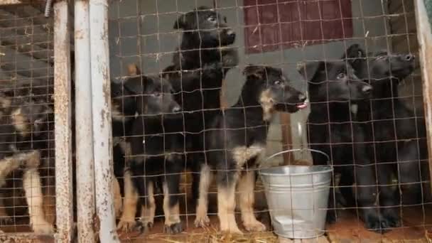 Śmieszne Owczarek niemiecki szczenięta w schronisku siedzą w klatce na świeżym powietrzu — Wideo stockowe